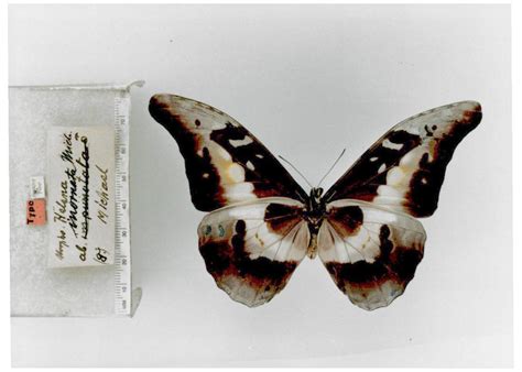 Morpho rhetenor helena (type specimens)