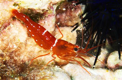 Lysmata napoleoni, a New Species of Cleaner Shrimp from the Middle of ...