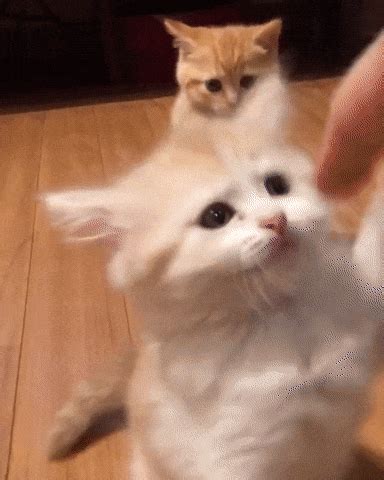 bowchickameowmeow cute cats gif | WiffleGif