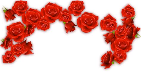 Red Wine Rosxe9 Rose - Red Rose Border png download - 1500*767 - Free ...