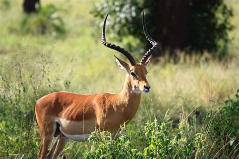 Animals With Horns: The Most Amazing Horns in The Animal Kingdom