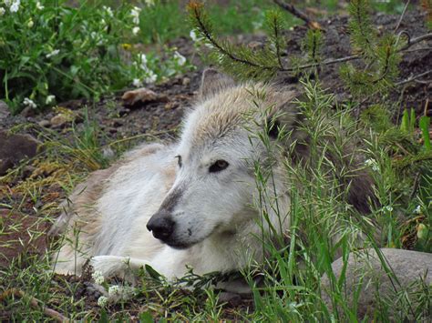 Wildlife at Yellowstone National Park | Nonstop from JFK