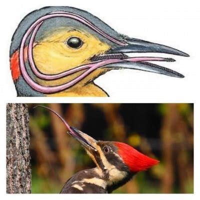 A natural wonder: the woodpecker's tongue - Mistico Blog