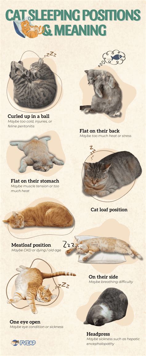 Cat Sleeping Positions When Sick & Other Signs to Observe