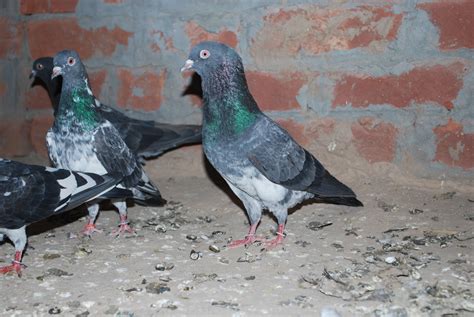 Missay kabootar ~ Kabootar Baaz | Pakistani Tipplers | Pigeons Photos ...