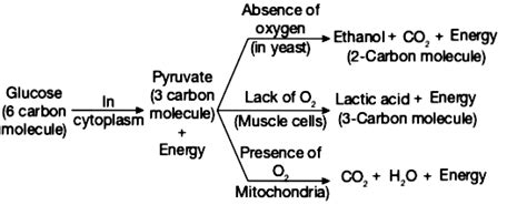 Top Notch Word Equation For Aerobic Respiration In Muscles Igcse 0580 ...