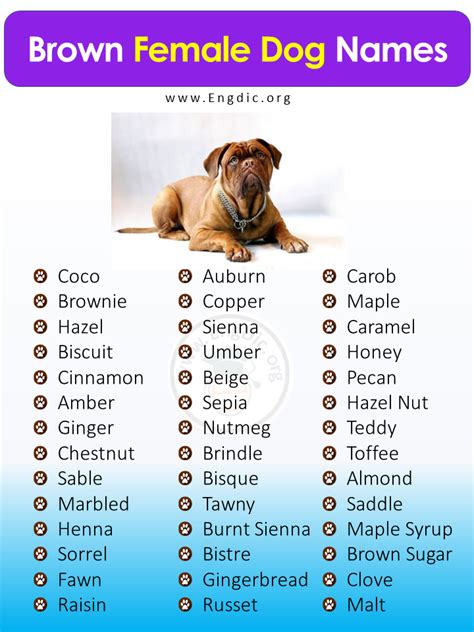 400+ Unique Brown Dog Names, (Male, Female, Pups) - EngDic