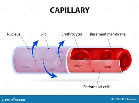 Kapillare Blutgefäß Beschriftet Vektor Abbildung - Illustration von ...