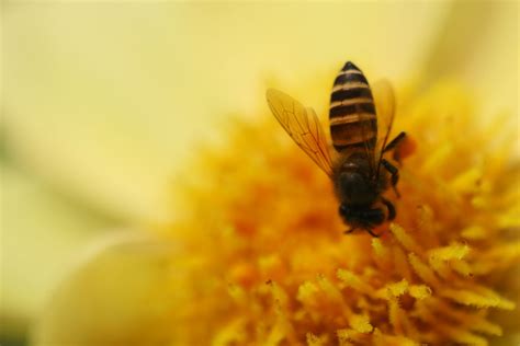 Honey Bee Species – Honey Portal