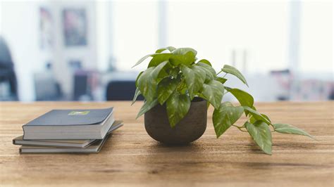 proyectolandolina: Plants On Office Desk