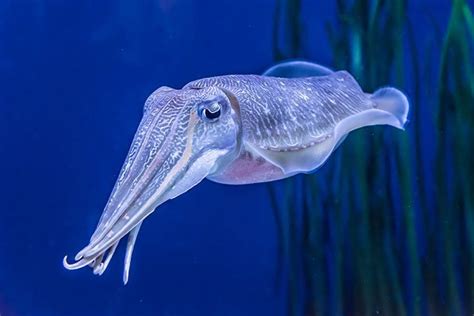 Cuttlefish - Animal Facts for Kids - Characteristics & Pictures