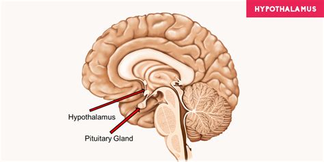 Hypothalamus Diagram