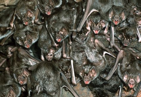 Blood Sisters: What Vampire Bats Can Teach Us about Friendship ...