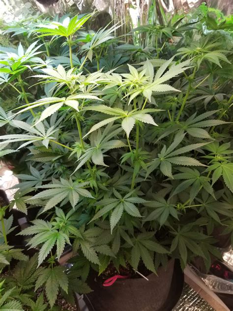 Crop King Seeds Super Silver Haze, Crop King Seeds Durban Poison grow ...