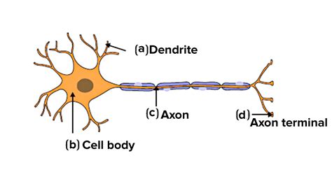 Label A Typical Neuron