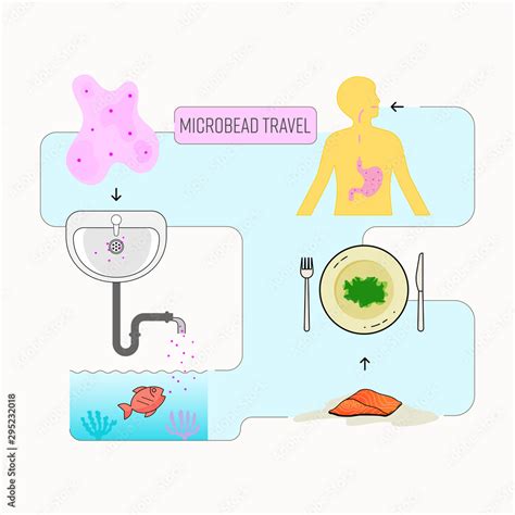 Microbead travel infographic. Microbead in cosmetic product can enter ...