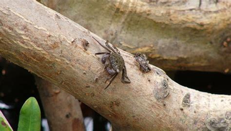 Animals in the Mangrove Ecosystem | Sciencing