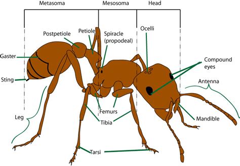 Ant anatomy (ant morphology) – Myrmecological News Blog