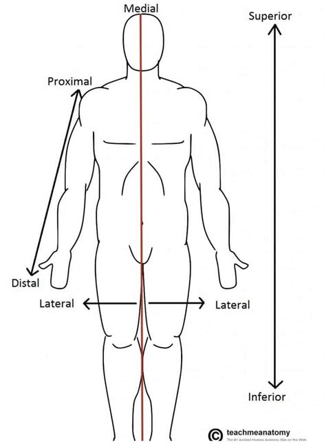 Anatomical Terms of Location - Anterior - Posterior - TeachMeAnatomy