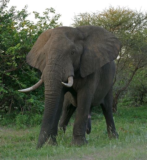 African bush elephant - Wikipedia