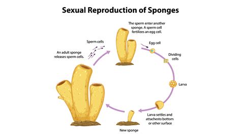 How do sponges reproduce sexually?