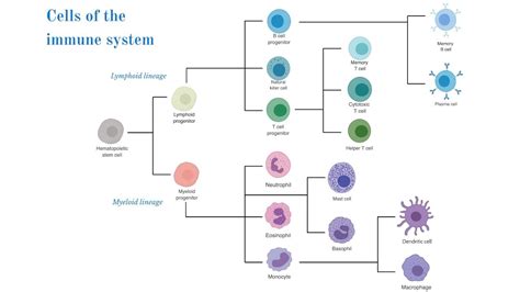 Cells of the Immune System (Brittany Anderton) - YouTube