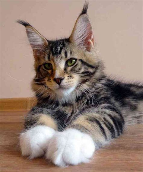 El gato Maine Coon