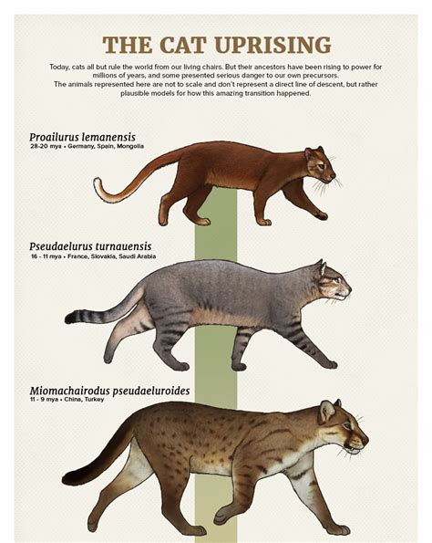 The Casual Paleoartist • Evolution Series: The Cat Uprising Today, cats ...