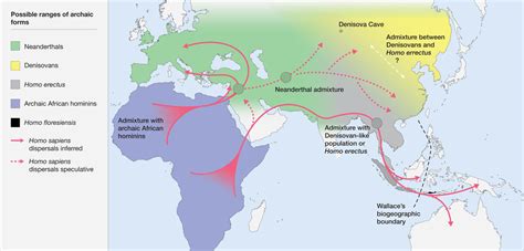 Homo Erectus Migration