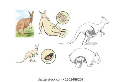 Zoology Mammalsmarsupials Reproduction Marsupials Kangaroos Wombats ...