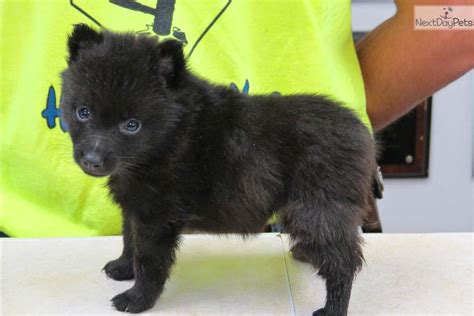 Rules of the Jungle: Schipperke puppies