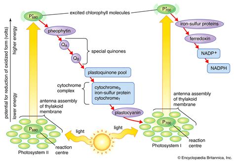 Where Do Electrons Get Their Energy in the Light Reactions