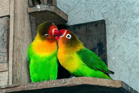 Love Birds Stock Photos, Images and Backgrounds for Free Download