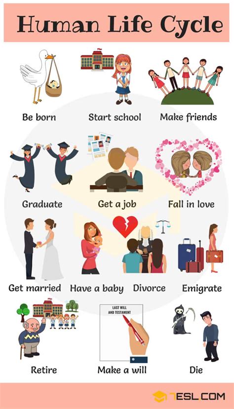 Diagram The Human Life Cycle