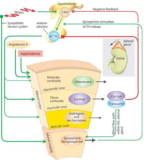 Adrenal Hormones - Physiology - An Illustrated Review