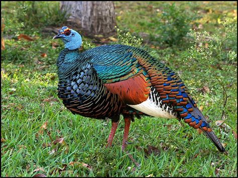 Ocellated Turkey Facts, Range, Habitat, Diet, Calls, Pictures