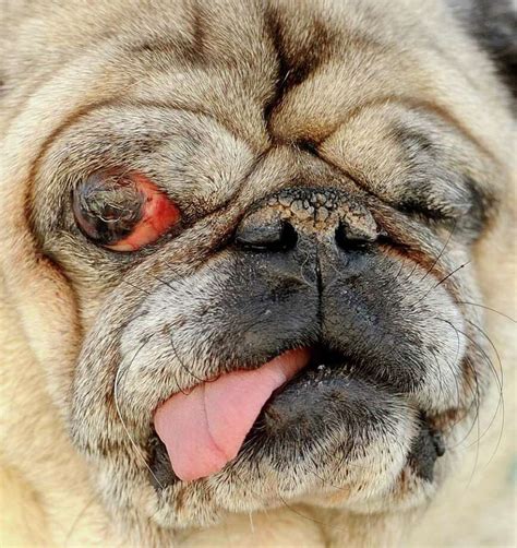 2011 World's Ugliest Dog Contest - San Antonio Express-News