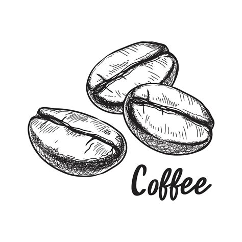 Coffee Bean Sketch Vector Art, Icons, and Graphics for Free Download