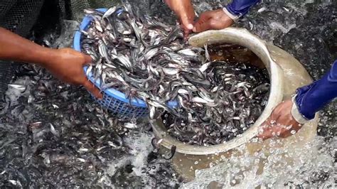 Million of Pangasius Fish Seeds are Catching From The Pond | World ...