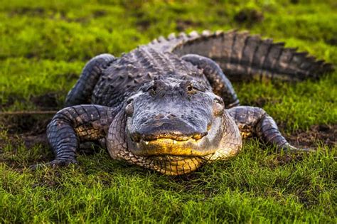 Alligator Teeth Explained: Facts, Cost, and More!