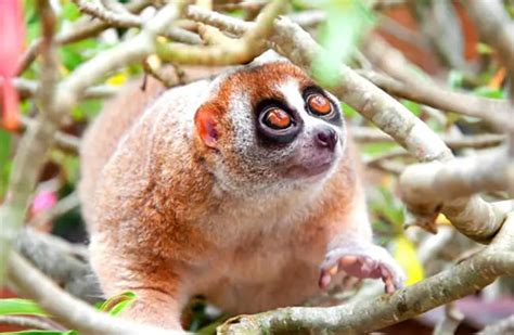 Slow Loris - Description, Habitat, Image, Diet, and Interesting Facts