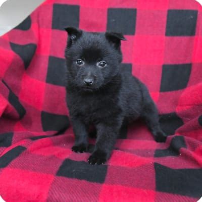 Schipperke Puppies for Sale | Buckeye Puppies