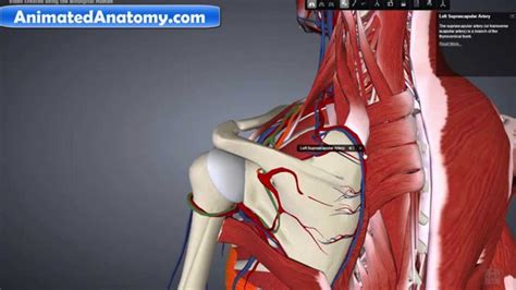 Anatomy Arteries - Anatomical Charts & Posters