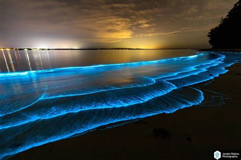 Bioluminescence lights up Jervis Bay on Anzac Day | Nature photographs ...