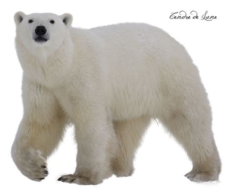 Free Polar Bear PNG Transparent Images, Download Free Polar Bear PNG ...