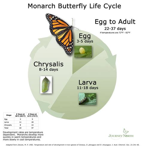 Monarch Butterfly Biology