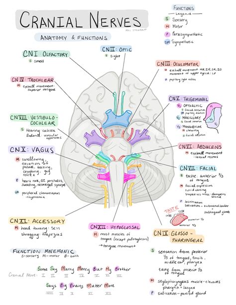 Nervous About Nerves? - A Review Of Cranial Nerves Maidoodles | Nursing ...