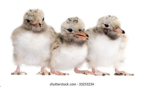 845 Common Tern Chick Images, Stock Photos & Vectors | Shutterstock