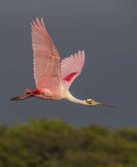 Photographing Birds in Flight