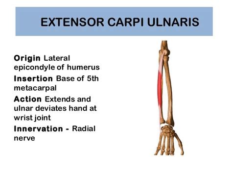 Extensor Carpi Ulnaris Muscle Detail And Exercise